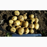 Продаем картофель урожая 2018г