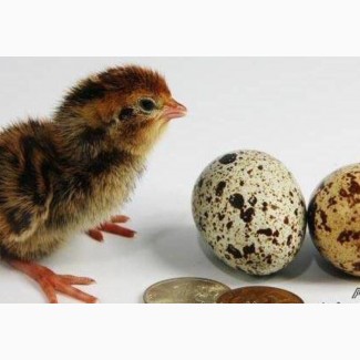 Перепелята и инкубационные яйца
