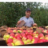 Яблоки оптом с садов, калибр 55-60