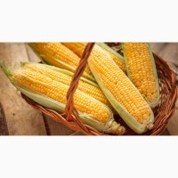 Семена кукурузы от производителя