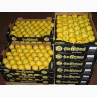 Предлагаем приобрести оптом лимон высокого качества по цене от производиеля