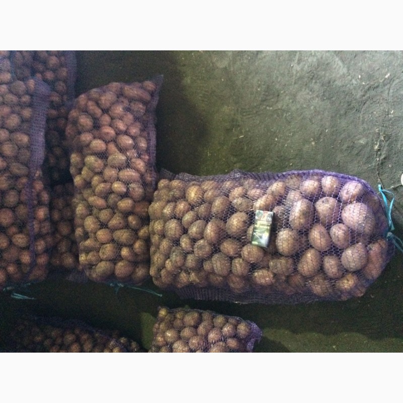 Фото 2. Продам продовольственный картофель Галла, Журавинка
