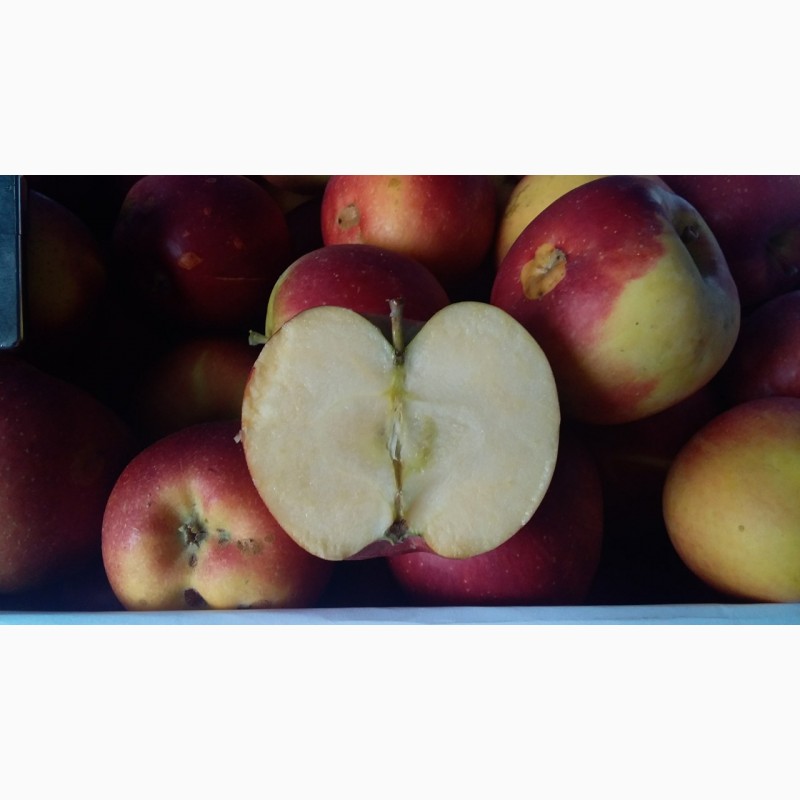 Фото 2. Реализуем крымские яблоки