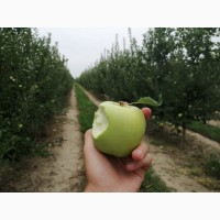 Яблоки оптом в Крыму
