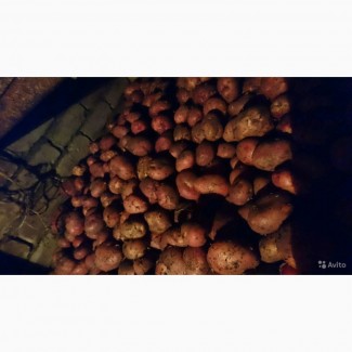 Продам картофель 2019г. сорт ароза
