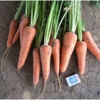 Морковь урожай 2019 от кфх