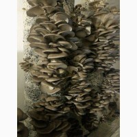 Мицелий гриба и -готовые блоки