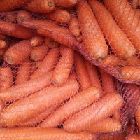 Морковь Кордоба и Абако