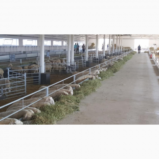 Стойловые ограждения для овцеводческих и козьих ферм