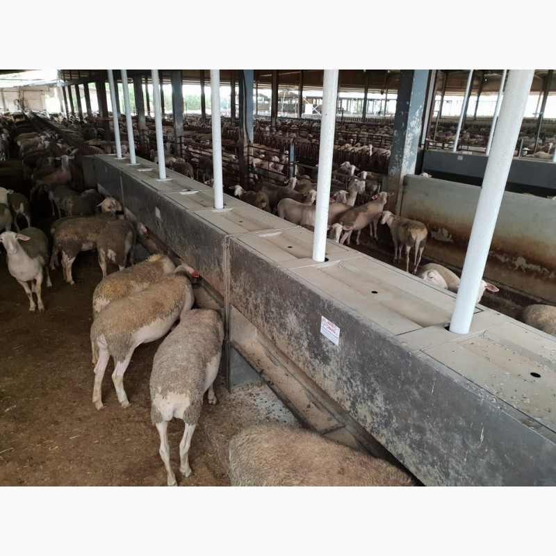 Фото 3. Стойловые ограждения для овцеводческих и козьих ферм