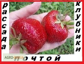 Рассада клубники крупноплодного сорта Чамора Куруси -почтой во все регионы России.