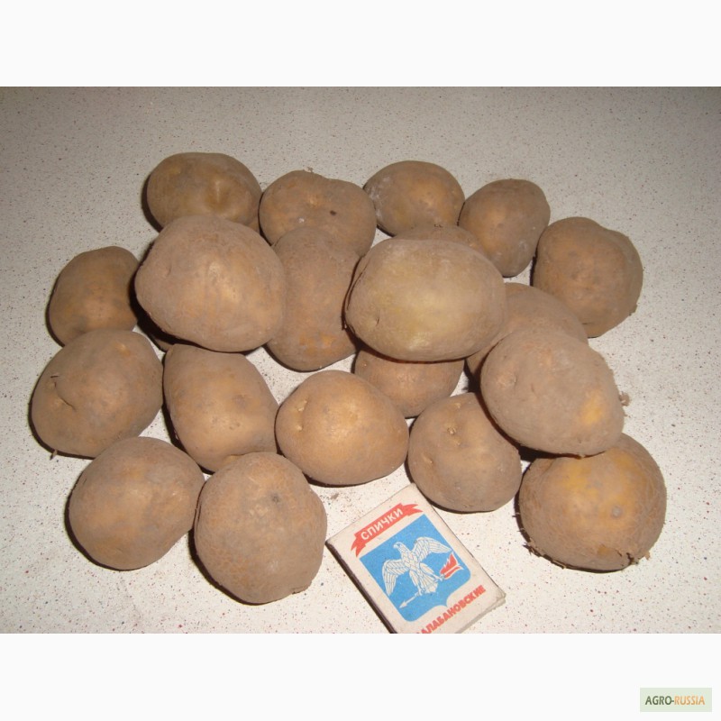 Фото 3. Продаем Семенной картофель, сорт САТУРНА, 1 репродукции