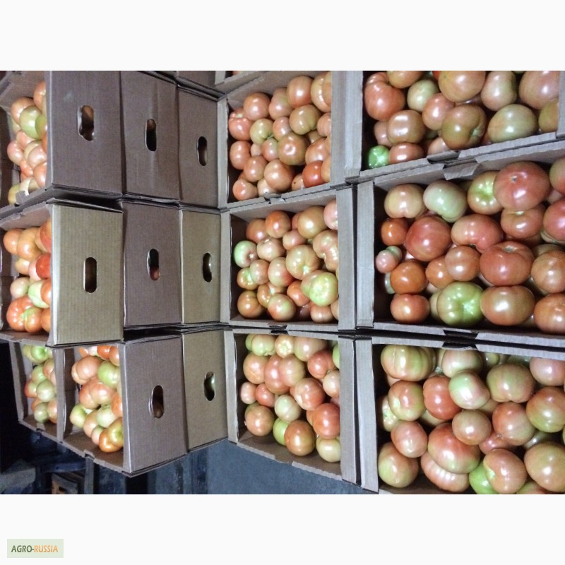 Фото 2. Продам томаты, сорт Ладога, Таганка