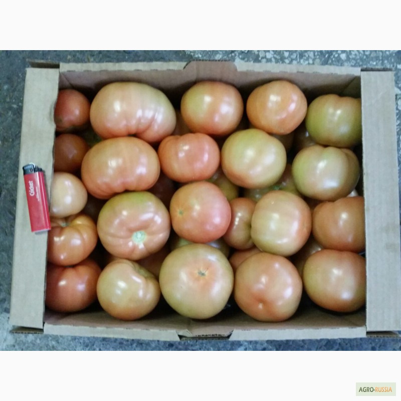 Фото 3. Продам томаты, сорт Ладога, Таганка