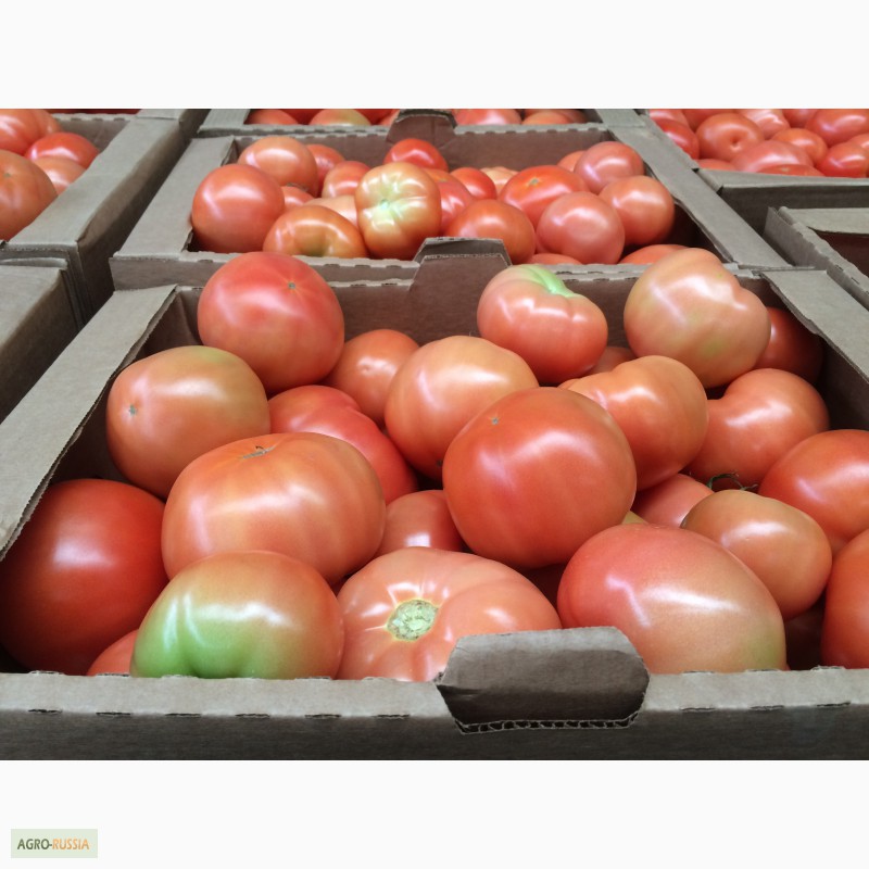 Фото 4. Продам томаты, сорт Ладога, Таганка