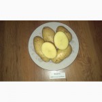 Семенной картофель Колетте
