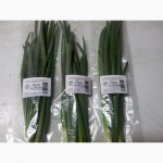 Продам зеленый лук в упаковке 50, 100, 200 грамм