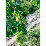 Свежий столовый виноград в ассортименте (оптом)