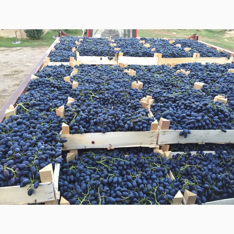 Фото 7. Свежий столовый виноград в ассортименте (оптом)