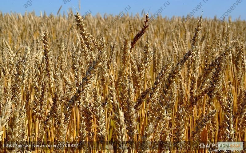 Фото 2. Продам: Семена пшеницы Тулайковская 10, РС1, ЭС