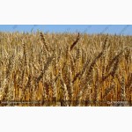 Продам: Семена пшеницы Тулайковская 10, РС1, ЭС