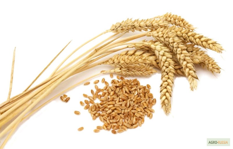 Продам: Семена пшеницы Тулайковская 10, РС1, ЭС