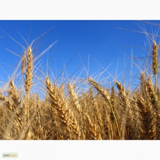 Предлагают российскую пшеницу 2-кл