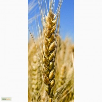Семена озимой пшеницы Дуплет