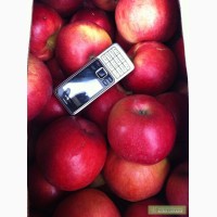Реализуем яблоки сорт Айдаред оптом от КФХ