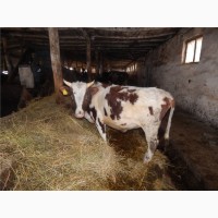 Продаётся действующая молочно-товарная ферма на земельном участке 14 га Абинский район