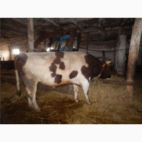 Продаётся действующая молочно-товарная ферма на земельном участке 14 га Абинский район