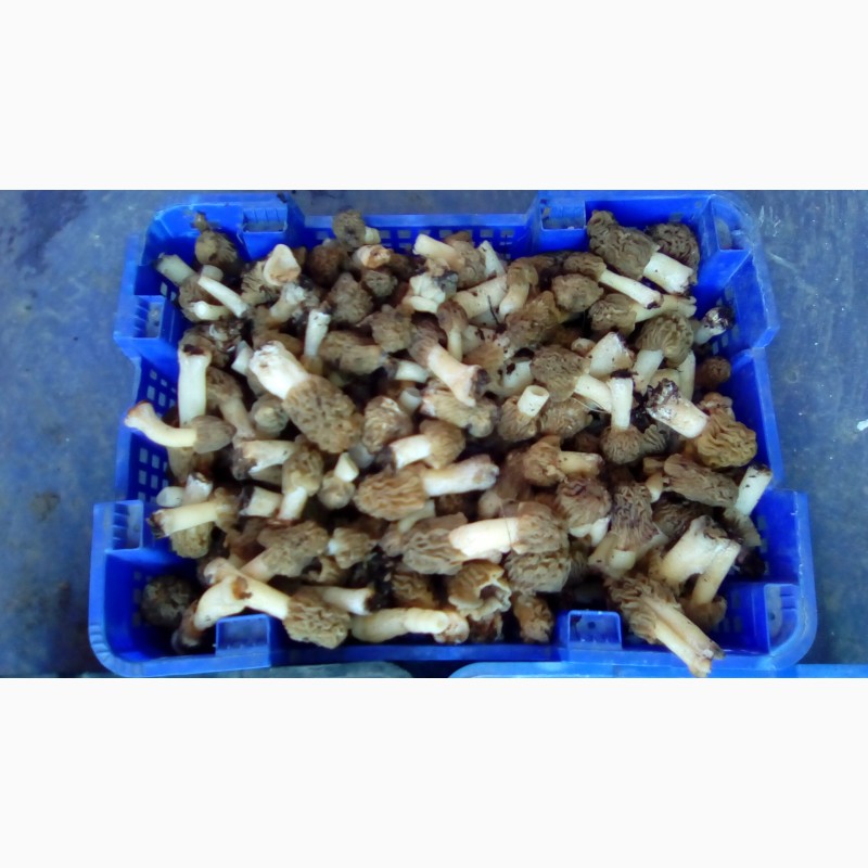 Фото 3. Продам грибы сморчки свежие