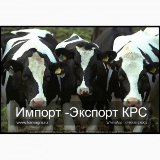 Продажа КРС живым весом молочного направления, Нетели, Коровы из России в Туркмению