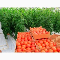 Продаем помидоры оптом в краснодарском крае, помидор оптом краснодарский