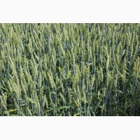 Семена озимой мягкой пшеницы сорт Алексеич ЭС/РС1/РС2