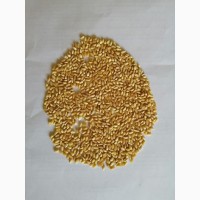 Крупа пшеничная --Полтавская 1 -2-3. ГОСТ