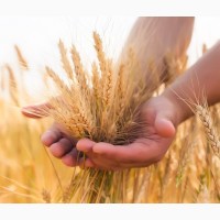 Купим Пшеница 3, 4, 5 класса в Крыму