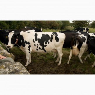 Коровы стельные дойные голштины экспорт