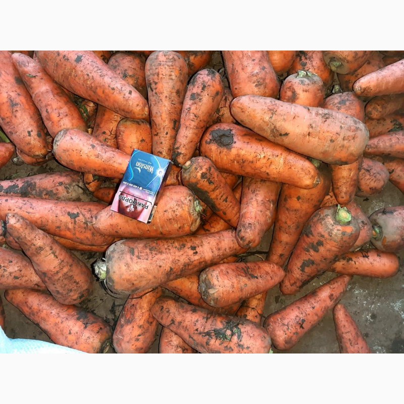 Фото 2. Продаем морковь на переработку