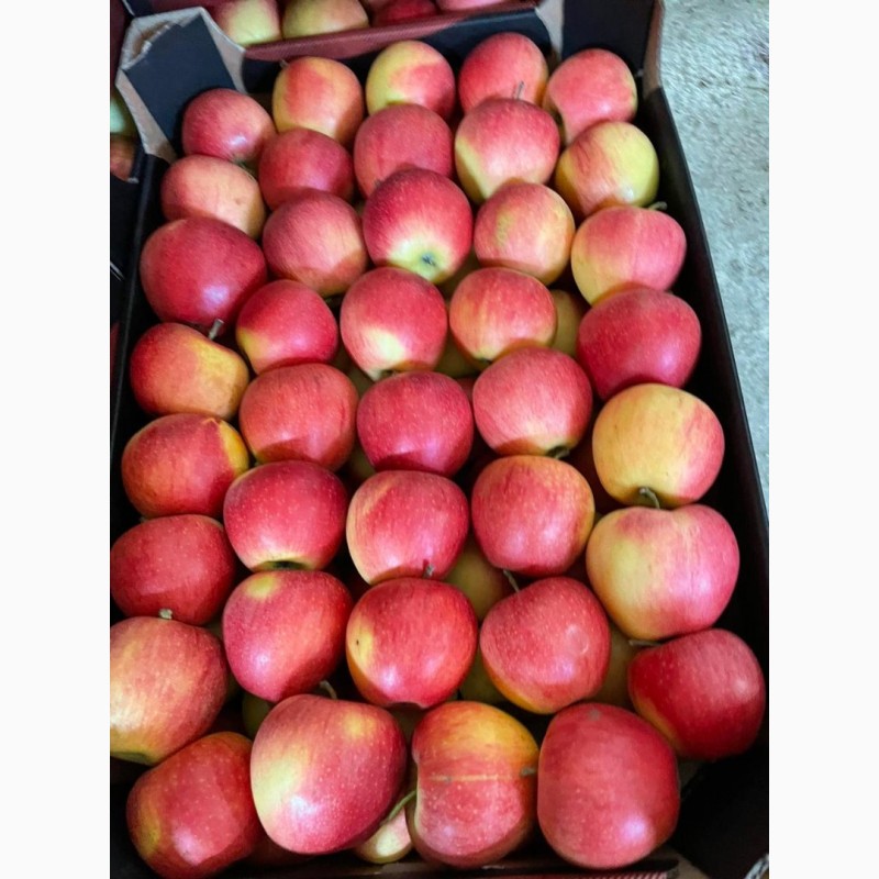 Фото 4. Яблоки оптом 70+ от производителя от 70 р/кг