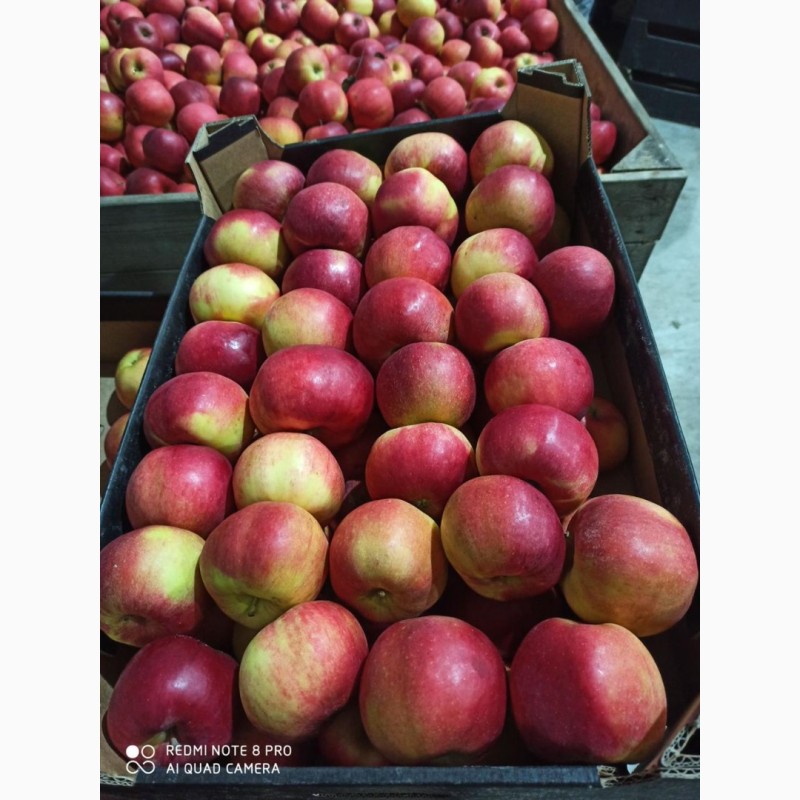 Фото 5. Яблоки оптом 70+ от производителя от 70 р/кг