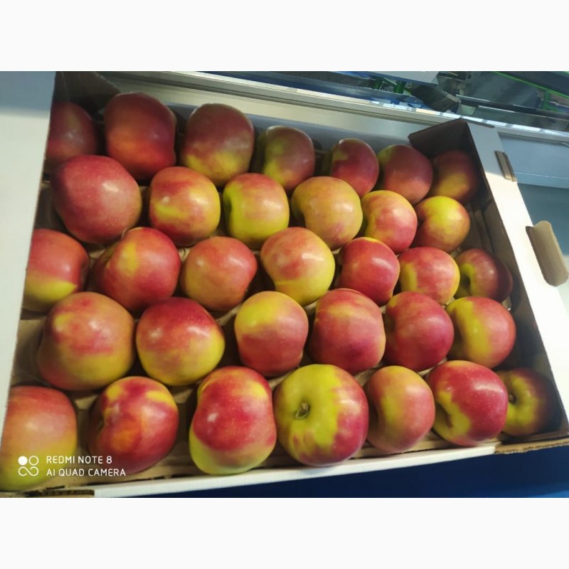 Фото 6. Яблоки оптом 70+ от производителя от 70 р/кг