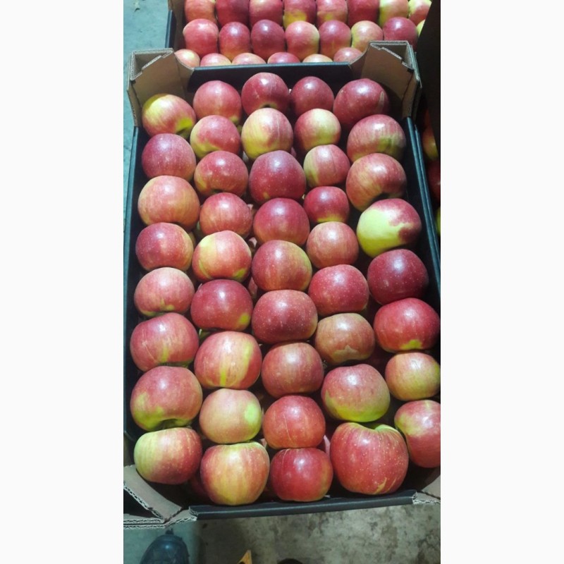 Фото 7. Яблоки оптом 70+ от производителя от 70 р/кг