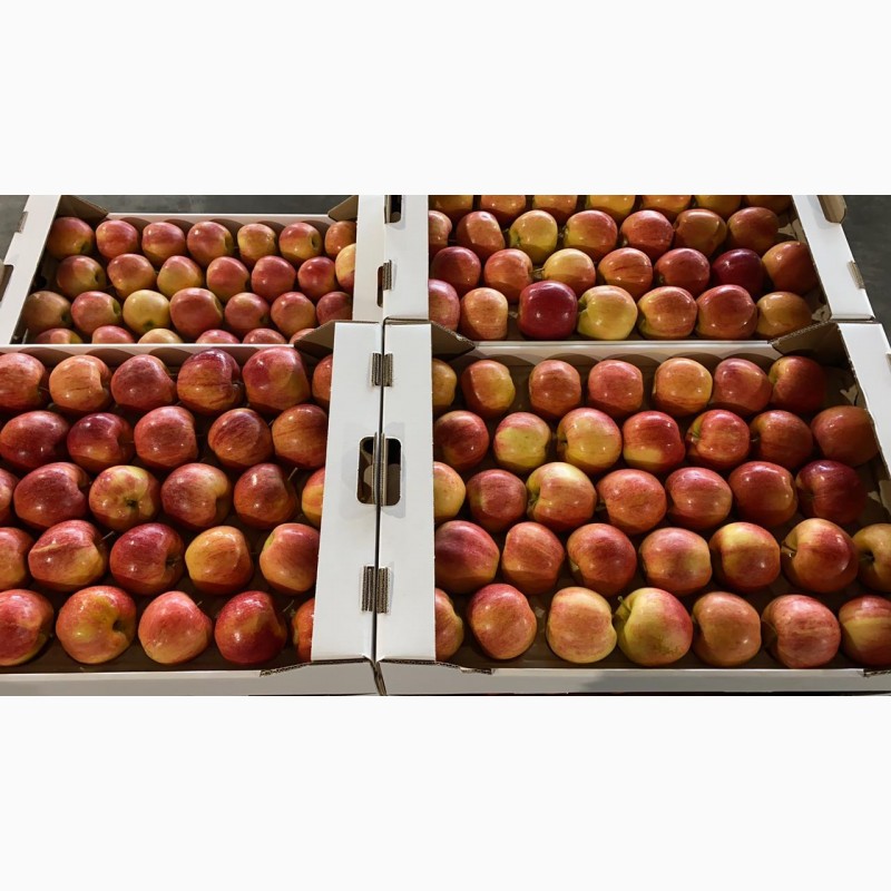 Фото 8. Яблоки оптом 70+ от производителя от 70 р/кг