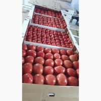 Продам томаты высокого качества