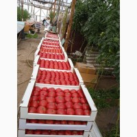 Продам томаты высокого качества