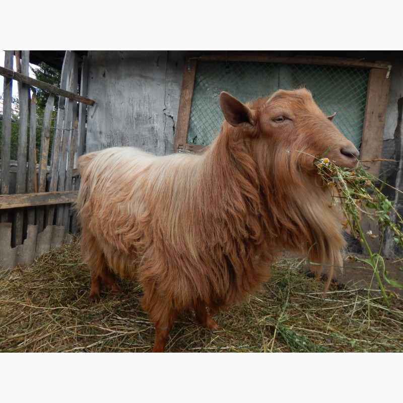 Фото 2. Продам козла =великобританская золотая= молочно-сырная порода без запаха
