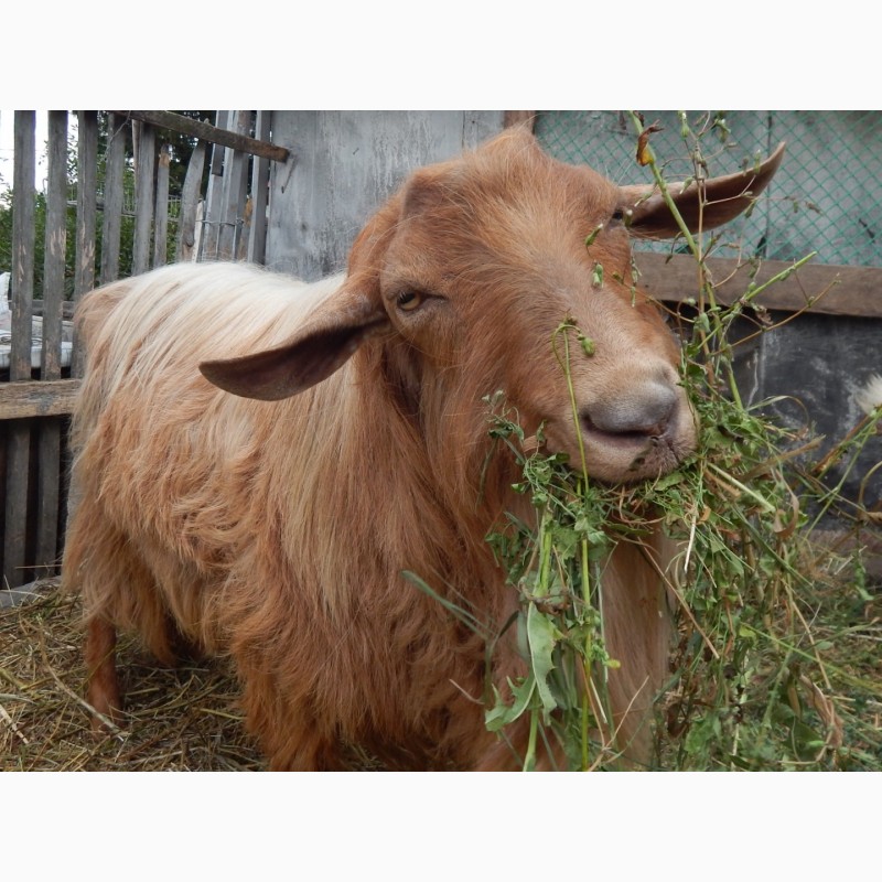 Фото 3. Продам козла =великобританская золотая= молочно-сырная порода без запаха