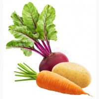 Морковь оптом свежая от 10тонн
