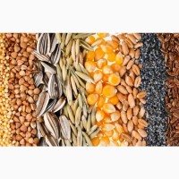 Закуп подсолнечника фуражной пшеницы ячменя зерноотходов
